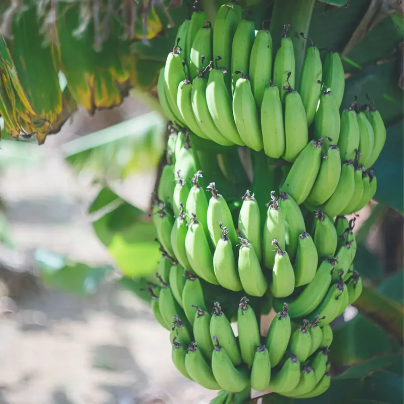 Premium Indian Fresh Banana for Export