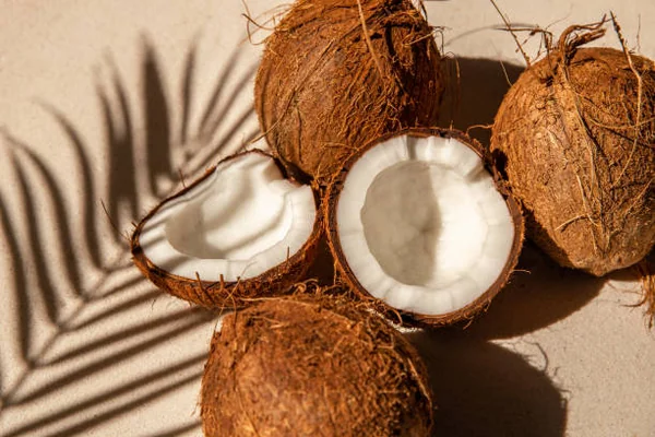Premium Indian Fresh Coconut for Export