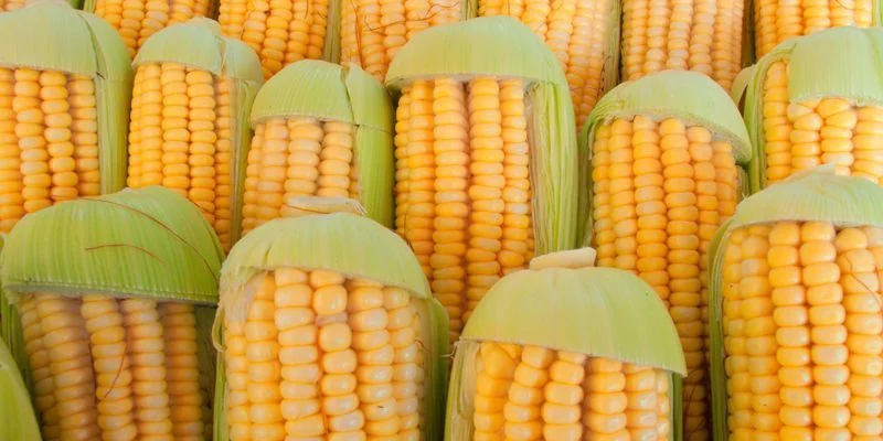 Premium Indian Yellow Maize for Export