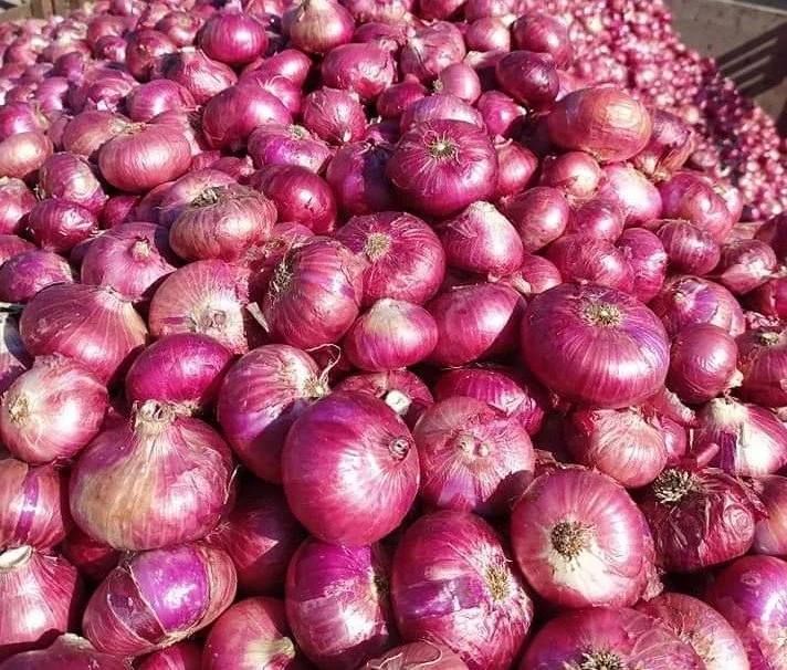 Premium Indian Fresh Onion for Export