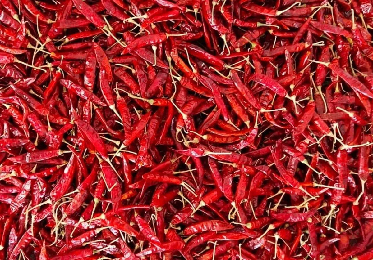 Premium Indian Red Chilli for Export - Guntur Sannam and Byadgi Varieties